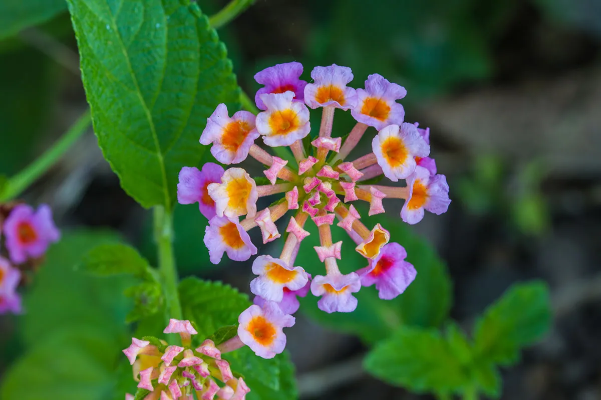Lantana pospolita (lantana camara) - uprawa i wymagania