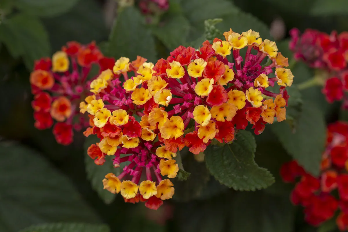 Lantana