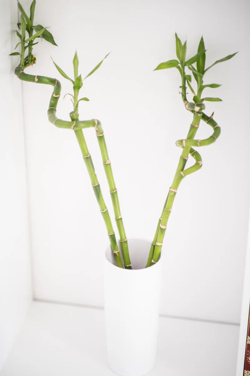 Szczęśliwy bambus, dracena Sandera