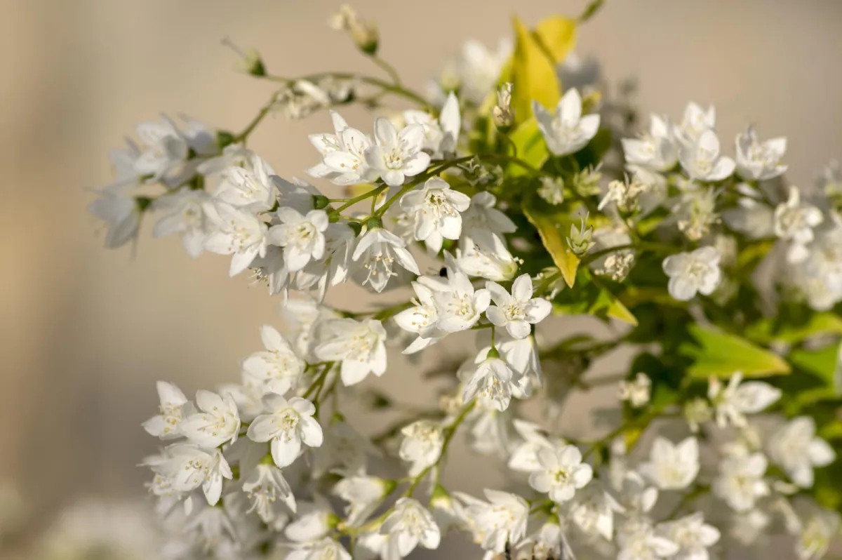 Zylistek (deutzia) w ogrodzie - uprawa, odmiany, pielegnacja i wymagania