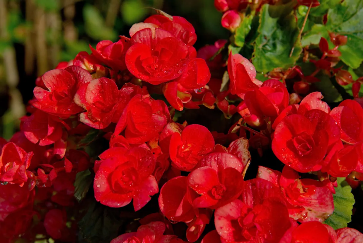 Begonia zimowa (Begonia elatior) - wyglad, wymagania i uprawa