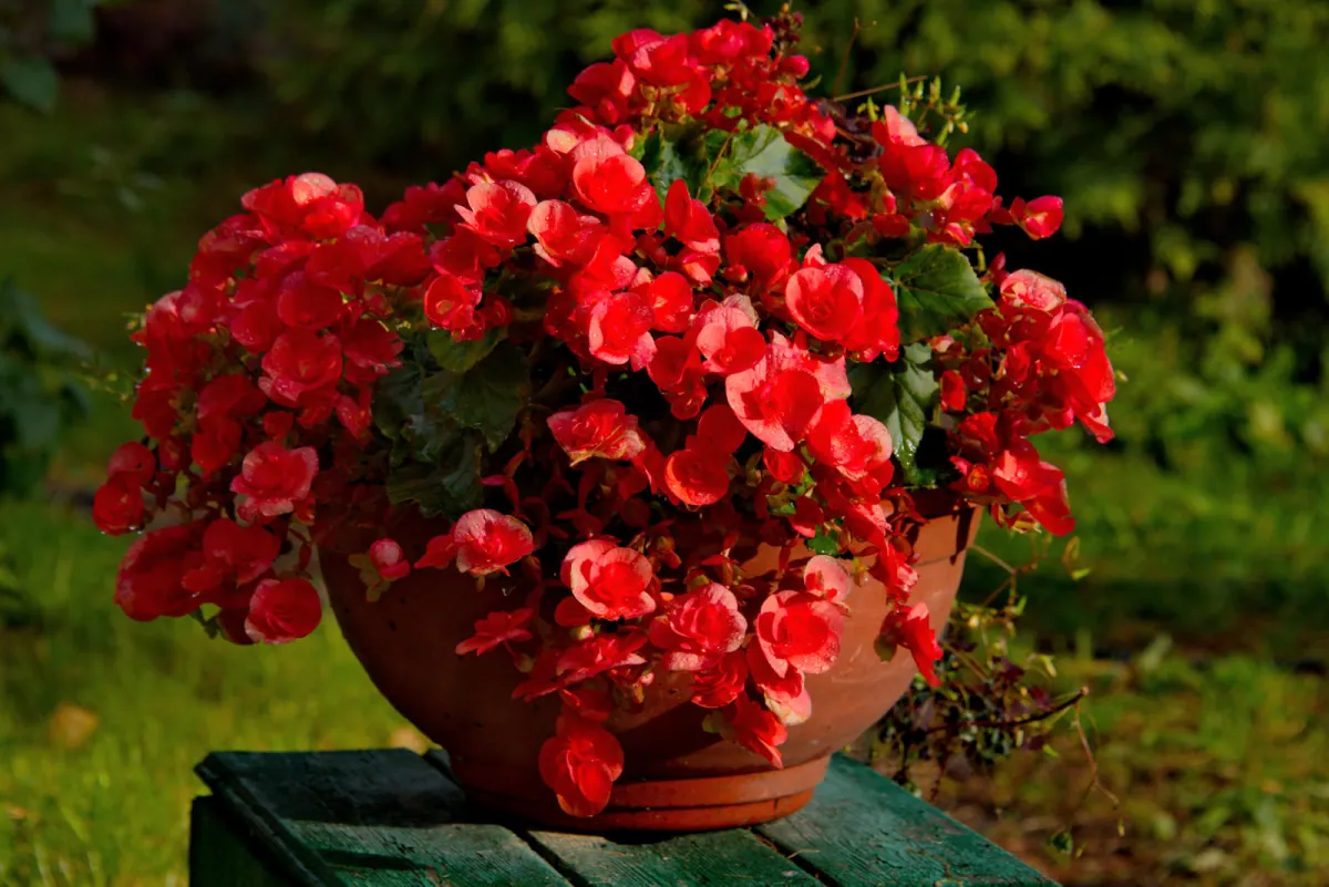 Begonia zimowa