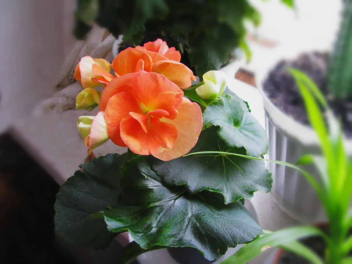 Begonia zimowa