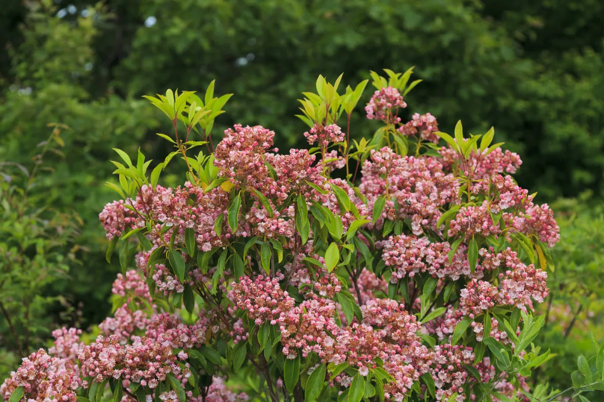 Kalmia szerokolistna (Kalmia latifolia) - wyglad, uprawa i pielegnacja