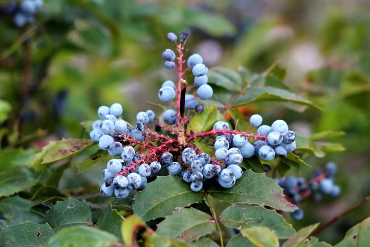 Mahonia pospolita (mahonia aquifolium) - jak ja uprawiac?