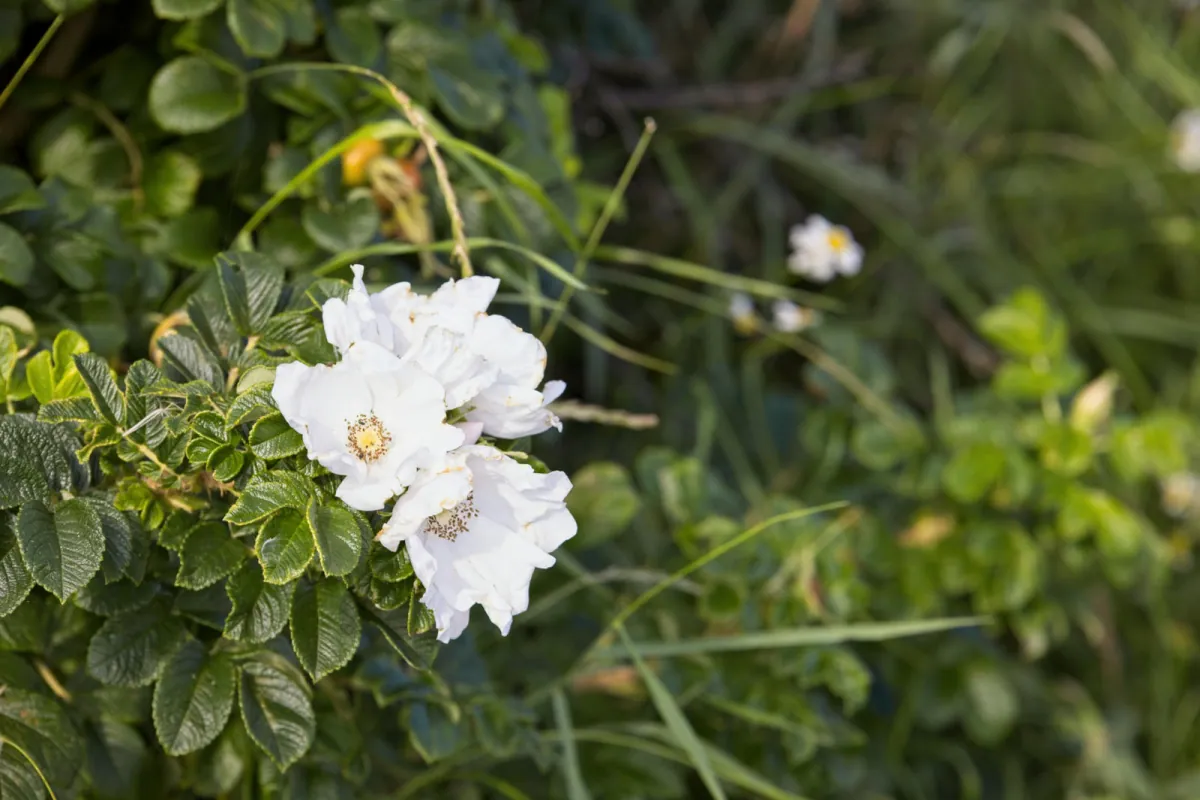 Odmiana Alba