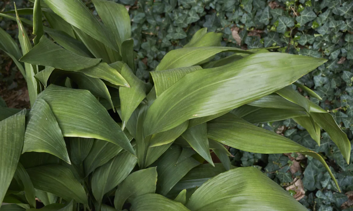 Aspidistra wyniosla - niewymagajaca roslina doniczkowa w uprawie
