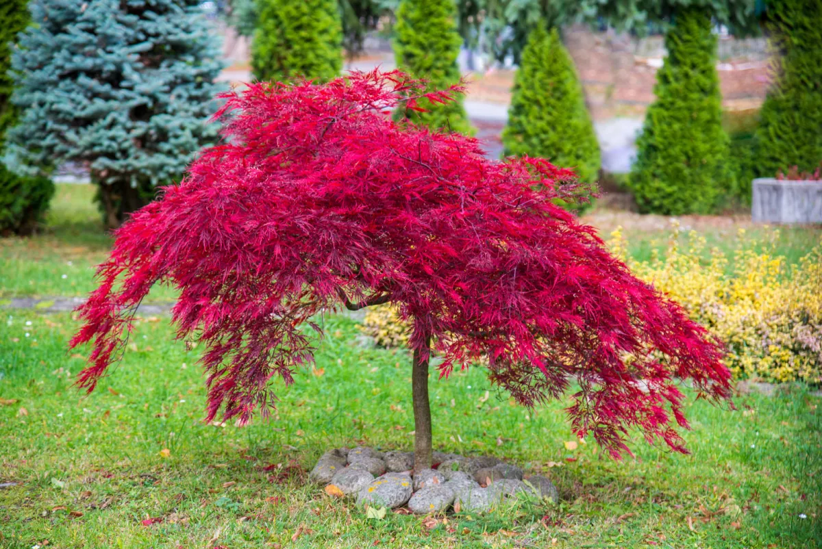Klon palmowy odmiana Dissectum Attropurpureum