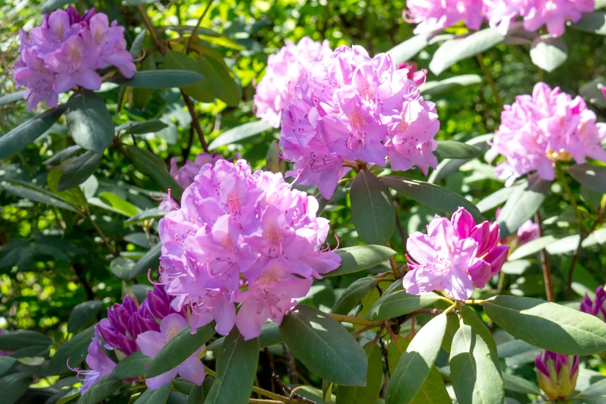 Dlaczego rododendron nie kwitnie?
