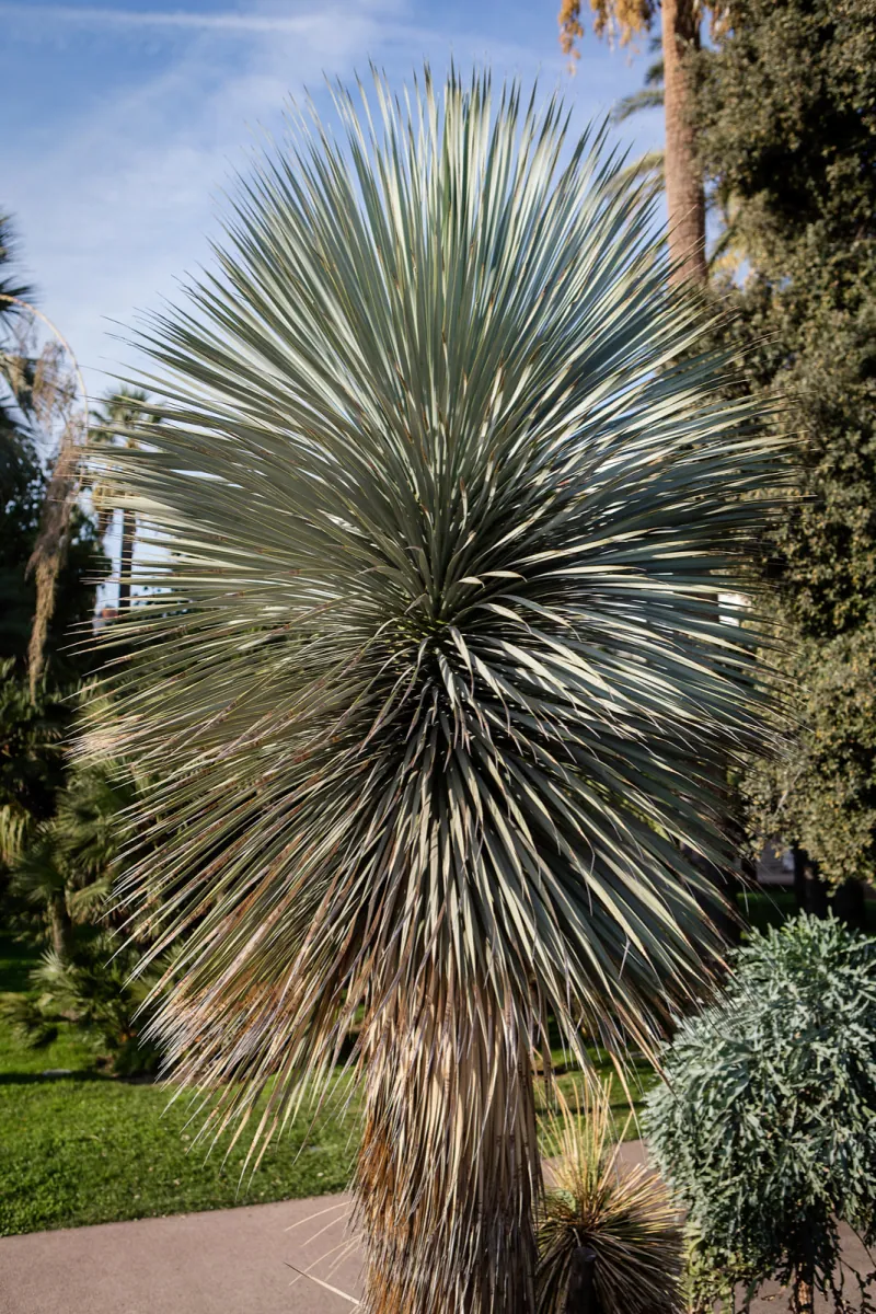 Juka Rostrata
