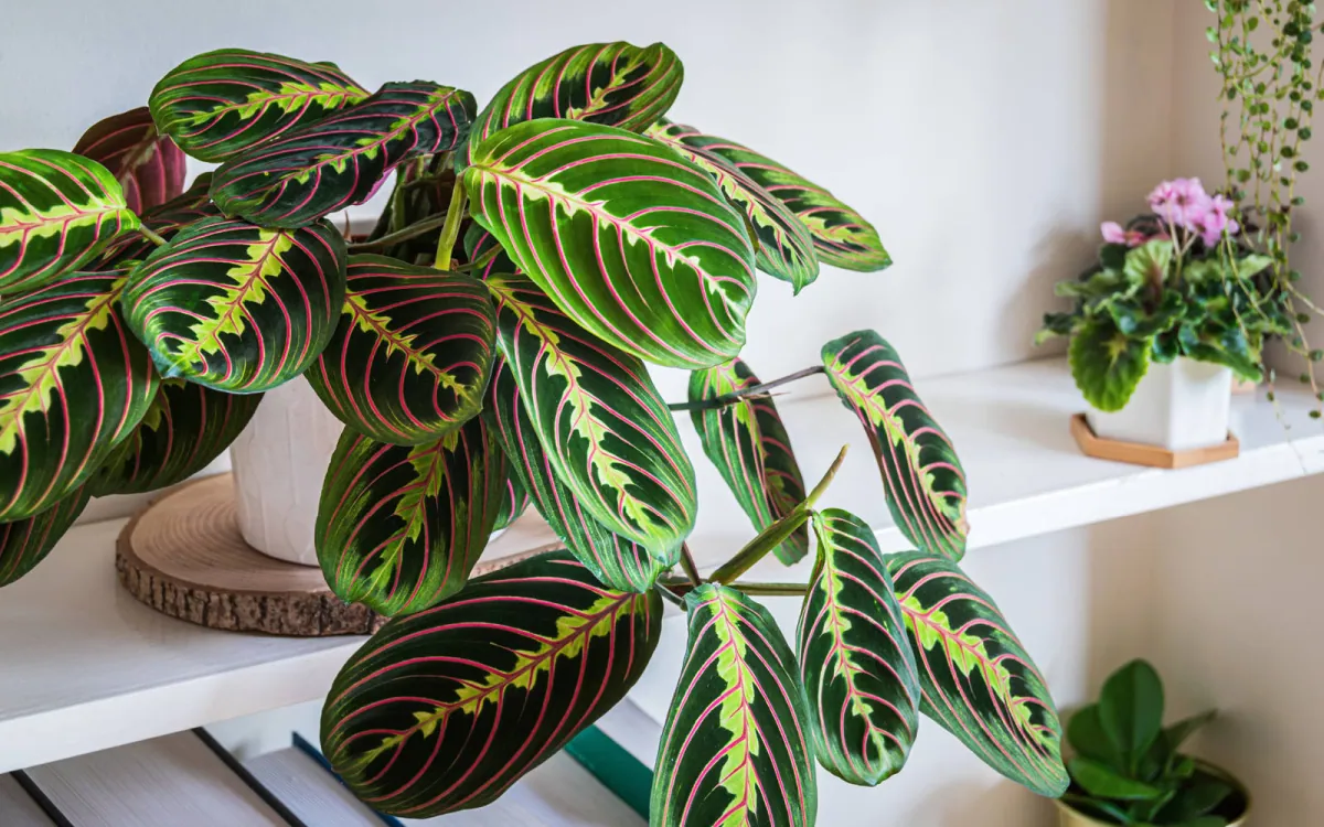Maranta leuconeura
