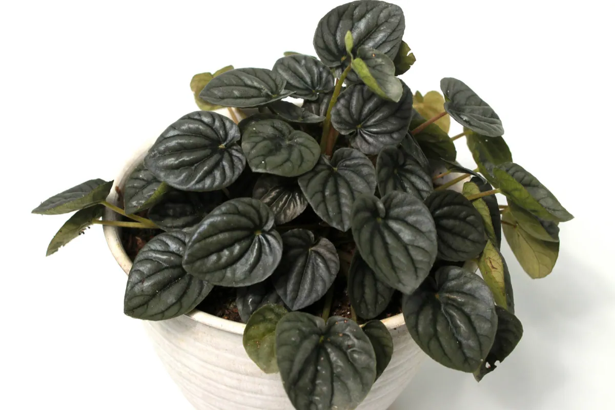 Peperomia kędzierzawa