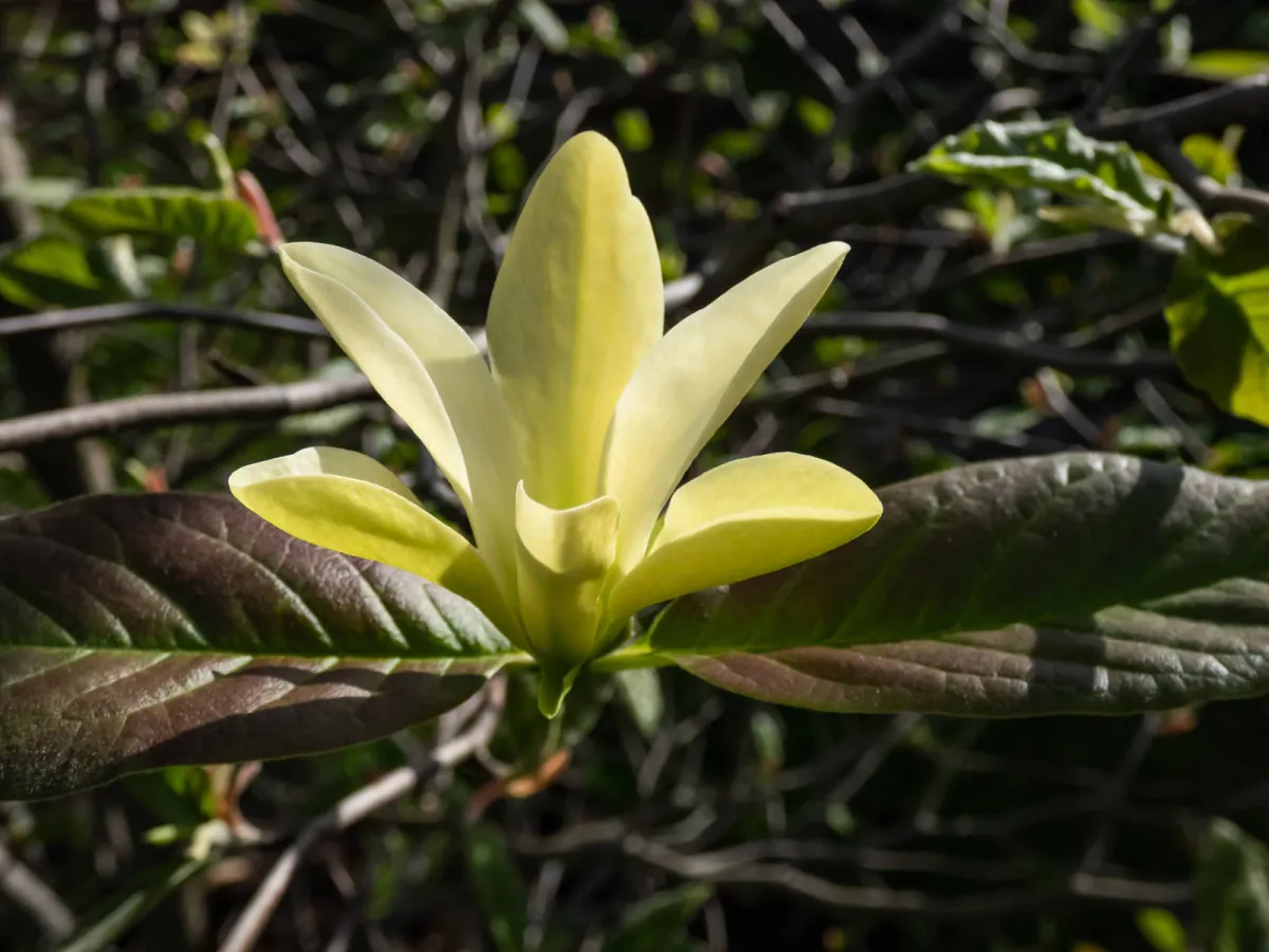 Zbliżenie na kwiat magnolii drzewiastej
