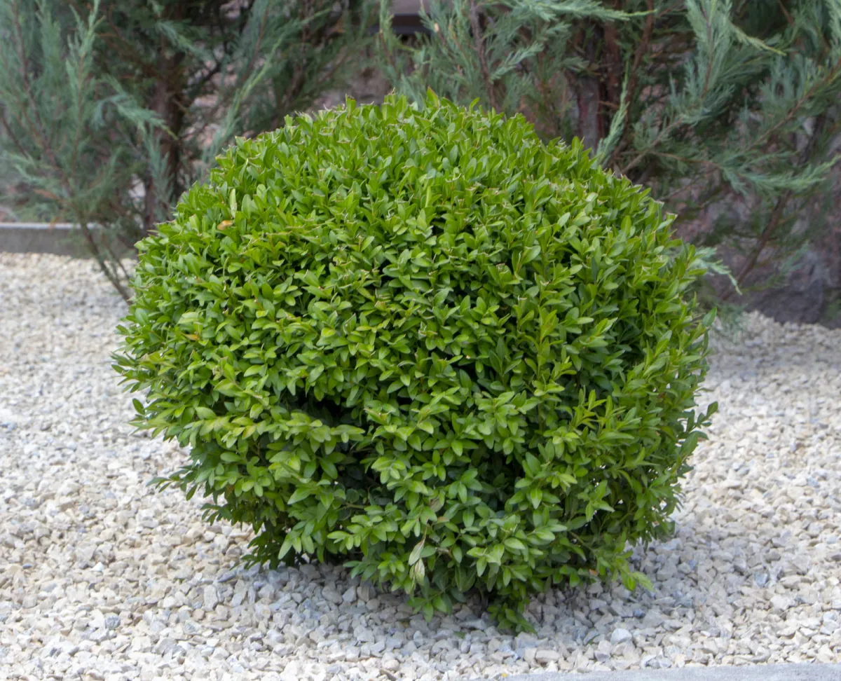 Bukszpan