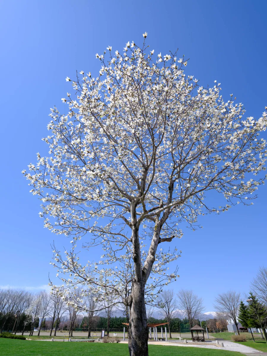 Pokrój magnolii japońskiej