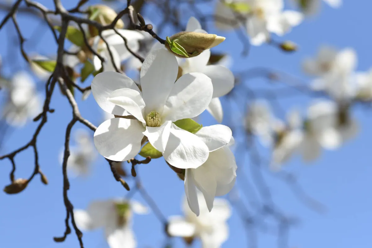 Zbliżenie na kwiaty magnolii japońskiej