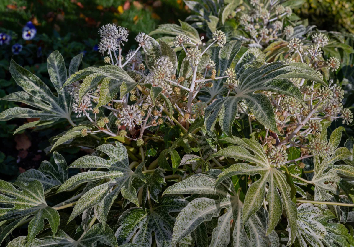 Odmiana Spiders Web