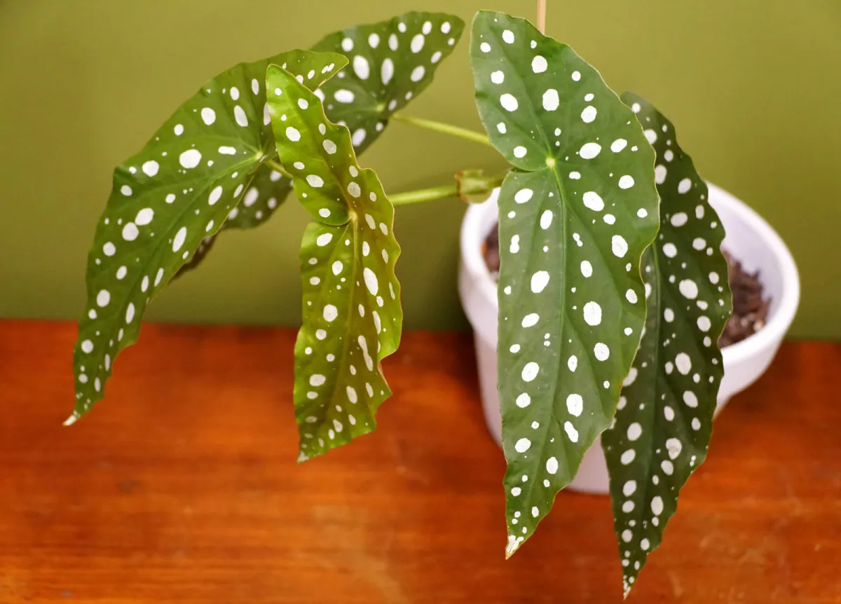 Begonia w kropki