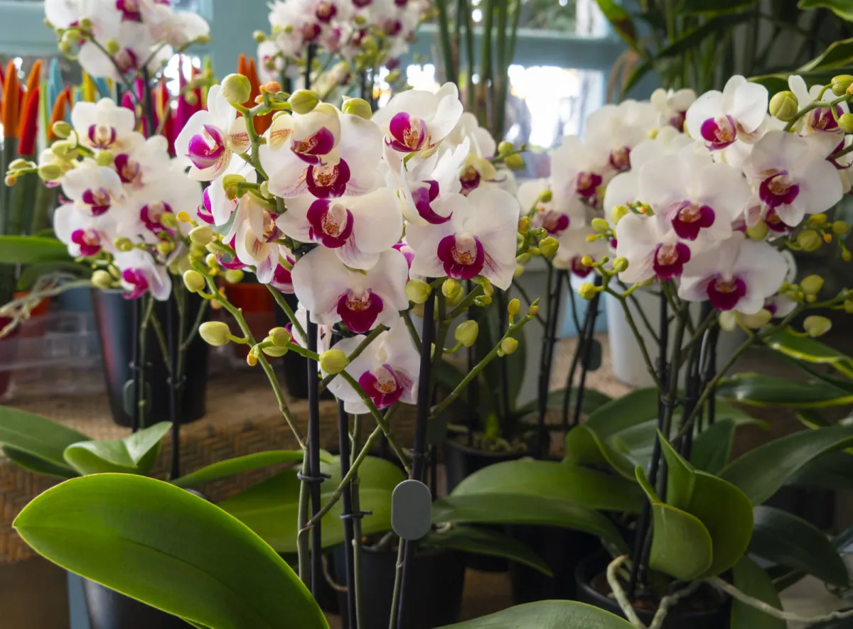 Falenopsis