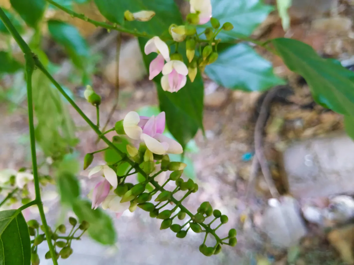 Kwiaty drzewa pongamia pinnata