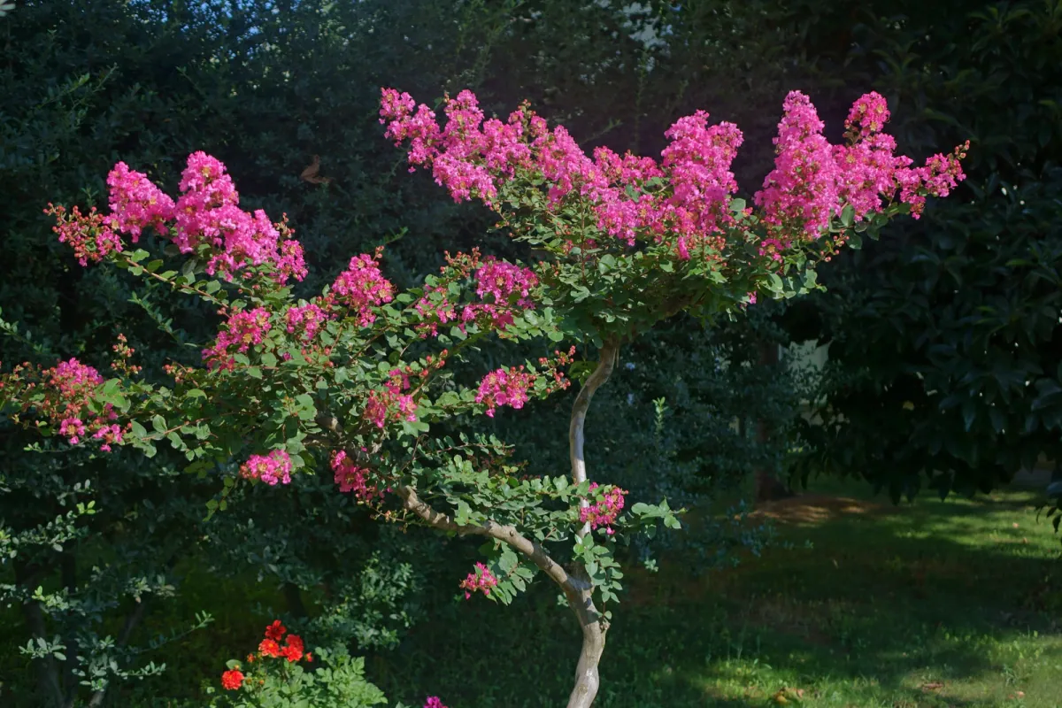 Lagerstremia indyjska