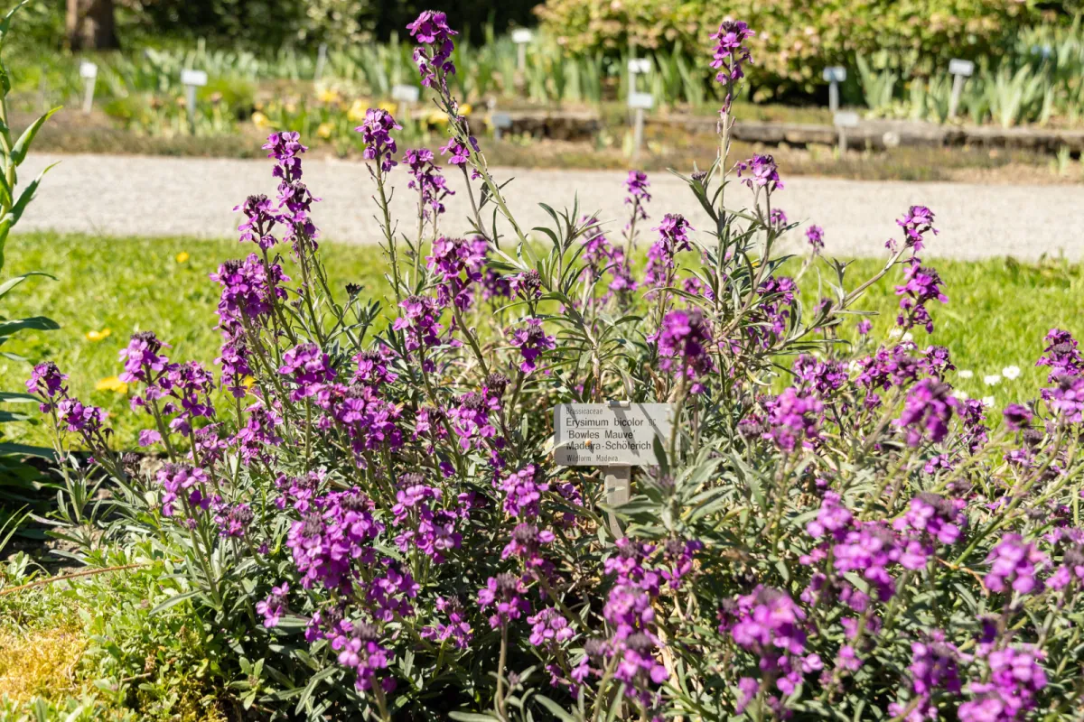 Pszonak Bowles Mauve