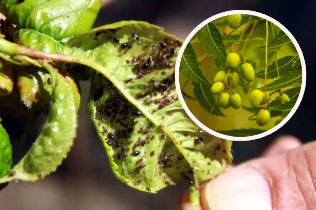 Zapomnij o sklepowych środkach! Ten olejek na prawdę działa na mszyce