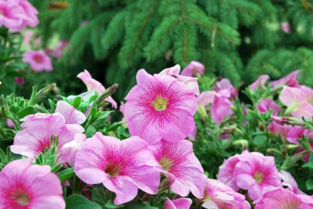 Petunia ogrodowa: jak uprawiać i pielęgnować tę barwną roślinę?