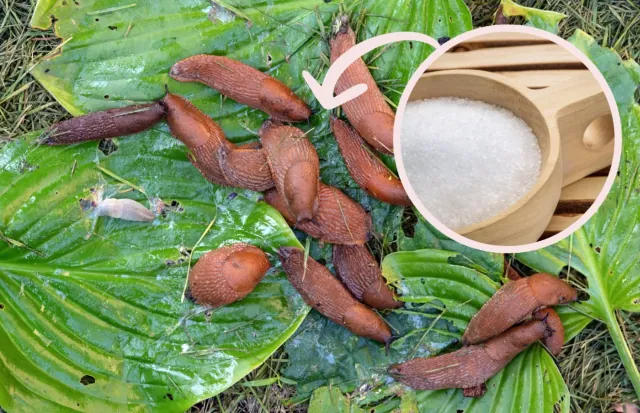 Ślimaki w ogrodzie: tani i naturalny sposób na zwalczanie ślimaków