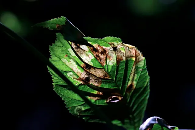 Najczęstsze choroby grzybowe roślin i jak im zapobiegać?