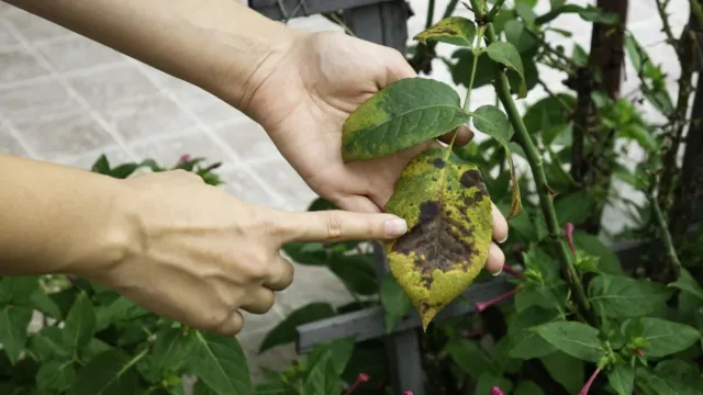 Czarna plamistość liści róż: skuteczne i naturalne metody na jej zwalczenie