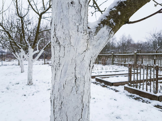 Zimowy sekret, który uratuje Twój sad przed pęknięciami i chorobami