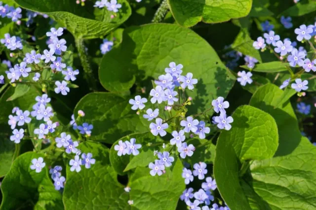 Brunera wielkolistna (niezapominajka kaukaska) - uprawa, odmiany, rozmnazanie